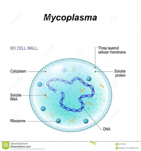 Mycoplasma & Ureaplasma - Bacterial Infections - AntiinfectiveMeds.com