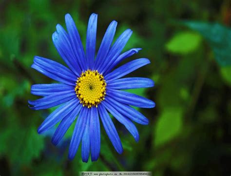 浅蓝色的花有哪些 - 花百科