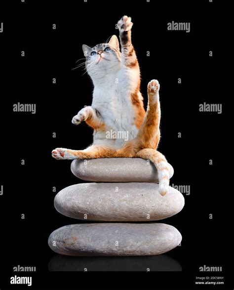 Yoga Cat Pose High Resolution Stock Photography and Images - Alamy