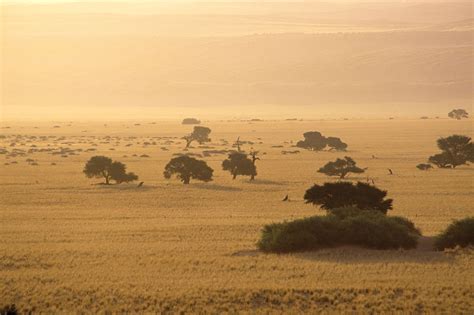 Savanna - Grassland, Climate, Animals | Britannica