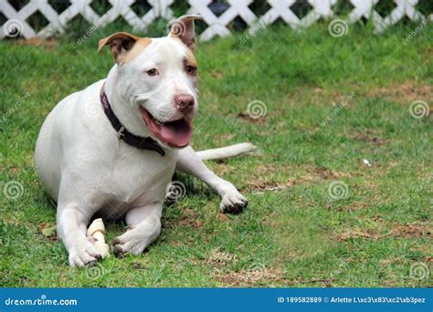 White Pitbull With Brown Spot On Eye