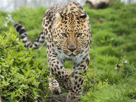 Leopard Are They Endangered
