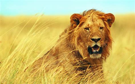 Image result for Lion Algorithm