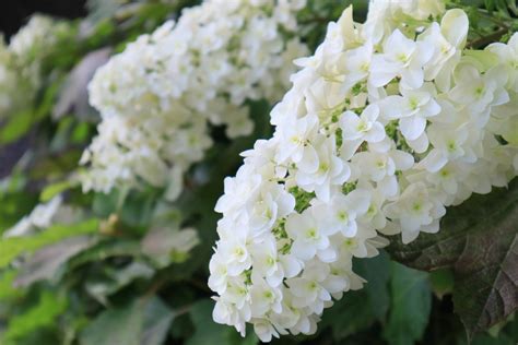 5 Must-Grow Dwarf Hydrangea Cultivars For A Narrow Border Or Garden Bed ...
