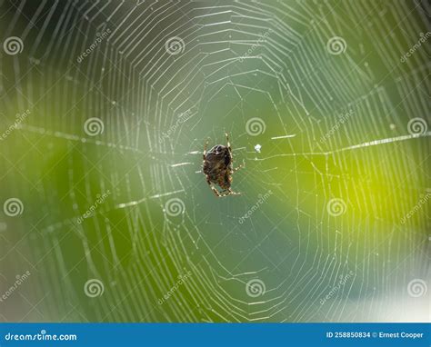 PA9272440 Cross Orb Weaver Spider, Araneus Diadematus, Very Colorful ...