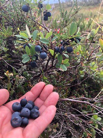 EXPERIENCE VOSS (Voss Municipality) - What to Know Before You Go