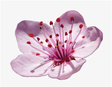 Cherry Blossom Flower PNG Images | PNG Cliparts Free Download on SeekPNG