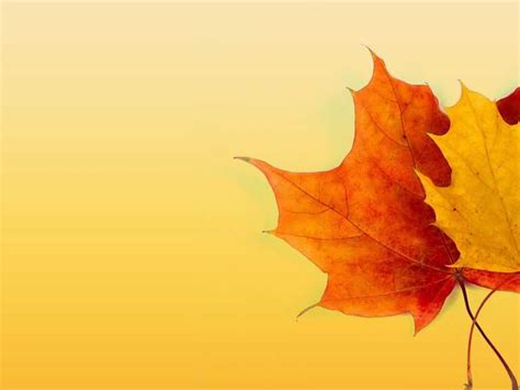 Fall PowerPoint Background 的图像结果