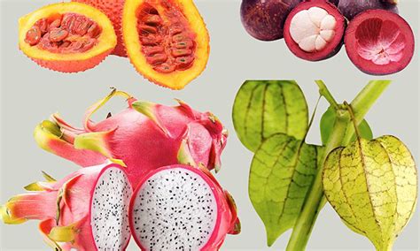 Can Dogs Eat Mangosteen Fruit