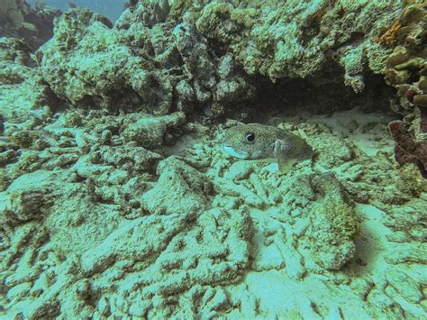 CAPTAIN HOOK'S DIVE KEY WEST (2026) All You Need to Know BEFORE You Go ...