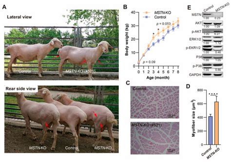 Efficient and Specific Generation of MSTN-Edited Hu Sheep Using C-CRISPR