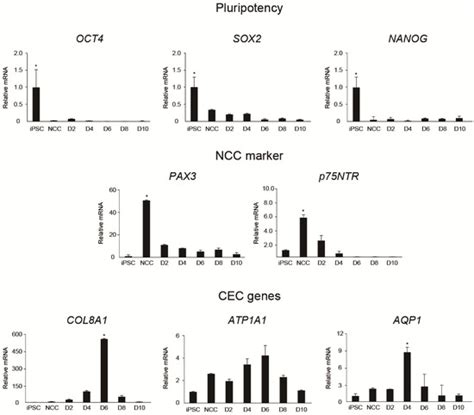 Therapeutic Potency of Induced Pluripotent Stem-Cell-Derived Corneal ...