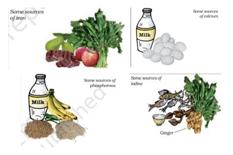 Draw The Mind Map Of Components Of Food Class 6