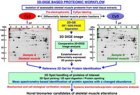 Comparative Skeletal Muscle Proteomics Using Two-Dimensional Gel ...