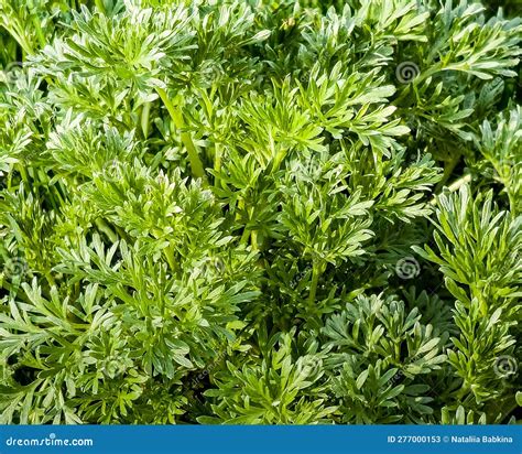 Closeup of Fresh Growing Sweet Wormwood Artemisia Annua, Sweet Annie ...