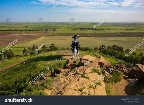 31 Nd Cattle Images, Stock Photos & Vectors | Shutterstock