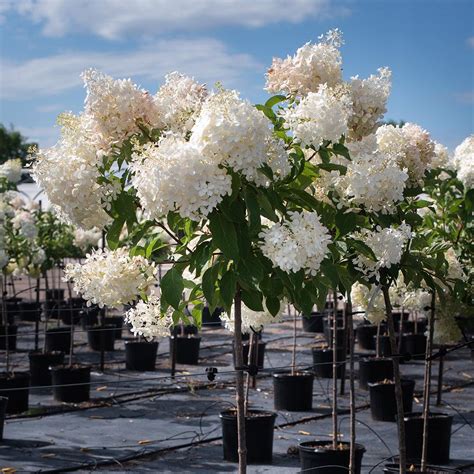 Hydrangea Trees - Sheridan Nurseries Online