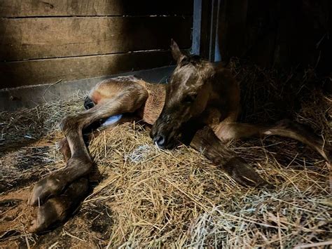 SEMINAR What to Expect when Youre Expecting: Mare Watch and Birth ...