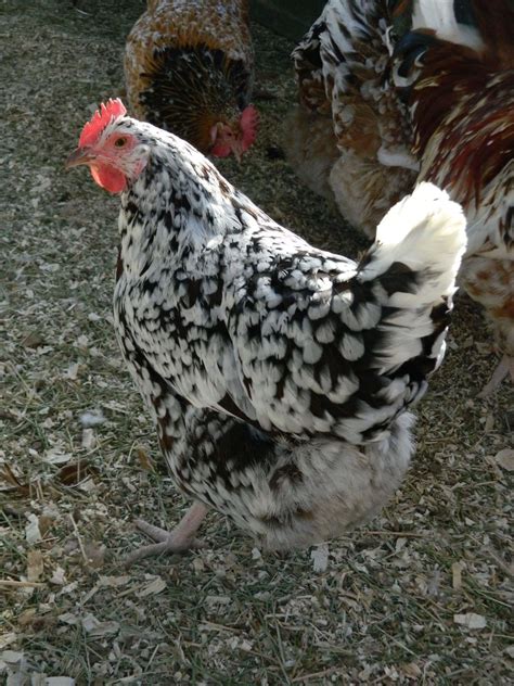 Speckled Sussex Hatchery Birds - Where did you get yours? | Page 6 ...