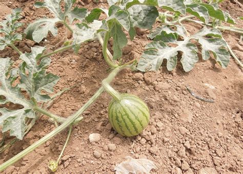 西瓜种植必备：栽培技术与防虫增产方案