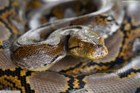 Image result for Reticulated Python's World
