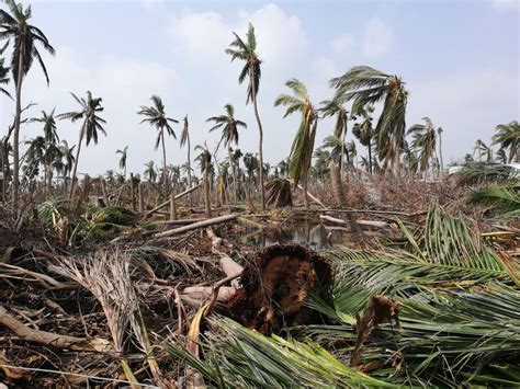 As Tamil Nadu Braces for Cyclone Nivar, Memories of Gaja Drive Farmers ...