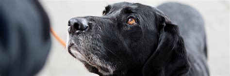 Nutrition for Dogs and Cats - FOUR PAWS International - Animal Welfare ...