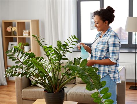 Zz Plant Mottling at Rebecca Skinner blog