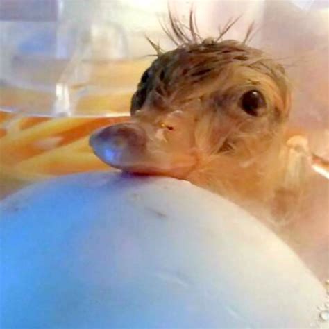 Duck Egg Hatching