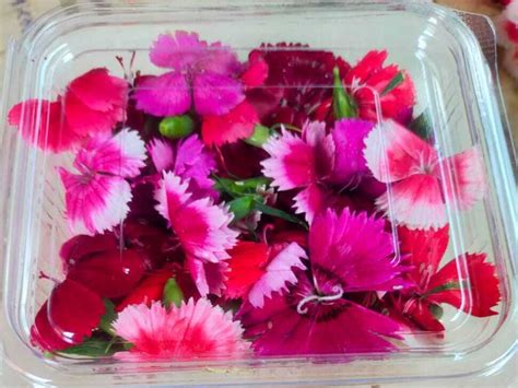Affordable Baby Corn and Edible Flower Supplier from Delhi