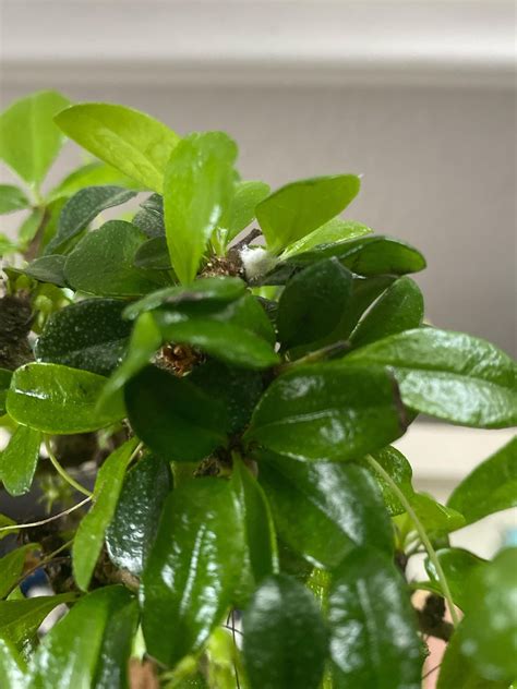 What does this fuzzy white spot look like on my mom’s Fukien Bonsai? : r/mycology