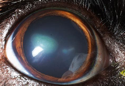 Diamond Burr Debridement for Indolent Corneal Ulcers: Guide