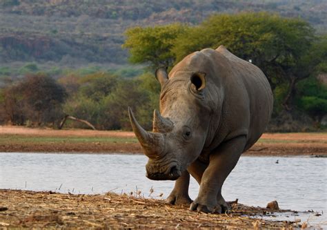 Bildergebnis für rhino runterladen