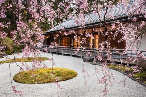 Cherry Blossoms of Portland Japanese Garden are a Must-See Sight for ...