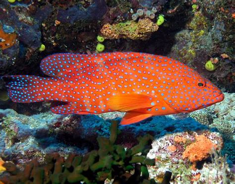 Nemo Marine | Marine Fish |Gobies