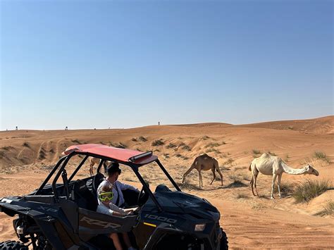 ARABIAN EXTREME SAFARI (2025) All You Need to Know BEFORE You Go (with ...