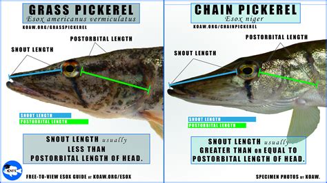 ChainPickerel — Koaw Nature