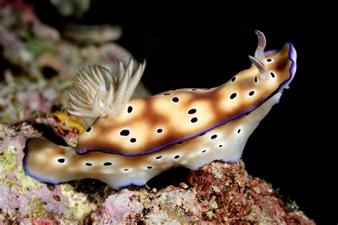 Nudibranchs Species