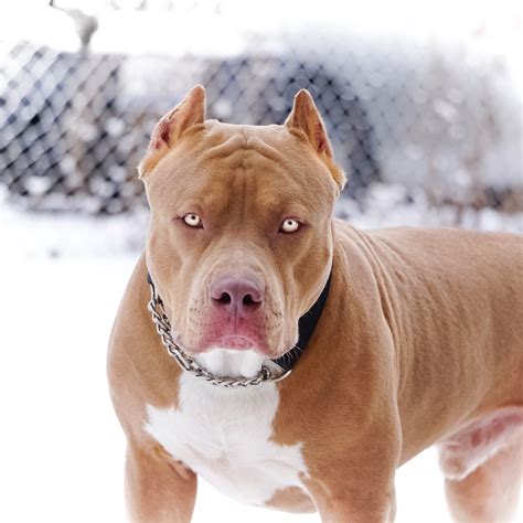 Light Brown Pitbull With Blue Eyes