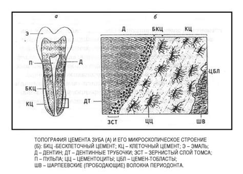 Цемент зуба - Энциклопедия стоматологии DentalMechanic.ru