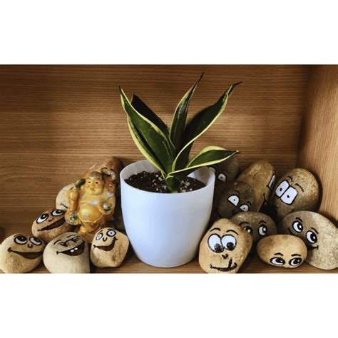 Smily / Hand Painted Decorative Unpolished Stones - 5 Pieces – Leafy Island