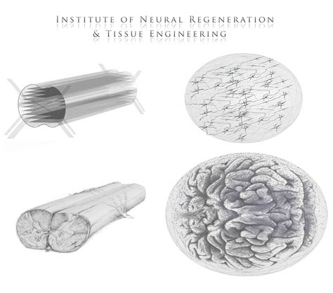 Institute of Neural Regeneration & Tissue Engineering - NeuroEngineering