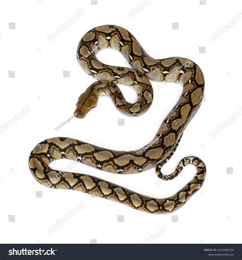 Image result for Baby Reticulated Python
