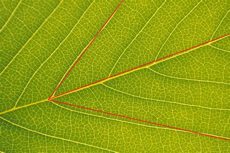 Image result for Angle Bisector Real Life Example