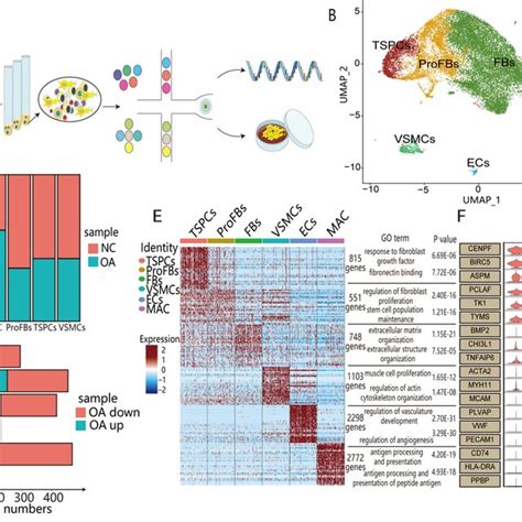 Mouse Cart Cell Image 的图像结果