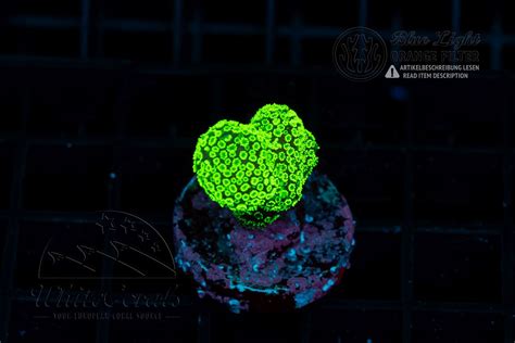 Stylophora Fiji Green (WCC)(Filter)-SPS3_251020_008