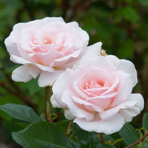 Free photo: Tea Rose - Blooming, Flower, Fragrance - Free Download - Jooinn