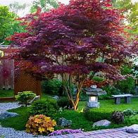 Image result for Bloodgood Japanese Maple for Sale