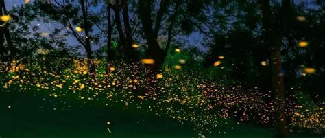 云南这个萤火虫森林让人置身梦境，实在太美了！