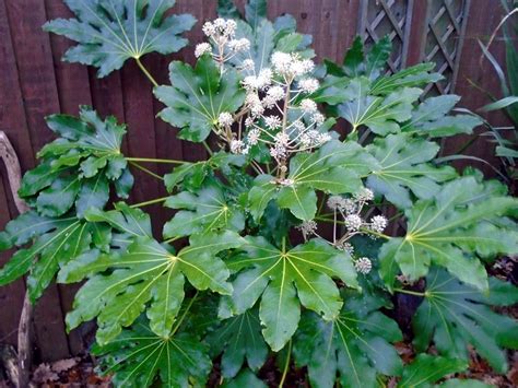 Japanese Aralia (Fatsia japonica) - All You Need To Know - Ispru.